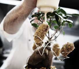 Croquetas de Doña Concha